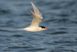 Forsters Tern