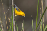 Prothonotary Warbler