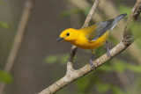 Prothonotary Warbler