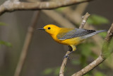 Prothonotary Warbler