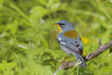 Northern Parula