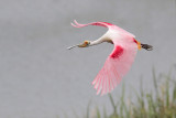 Roseate Spoonbill
