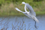 Great Egret