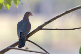 Red-billed Pigeon