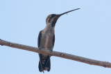 Long-billed Starthroat w/insect