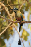 Turquoise-browed Motmot