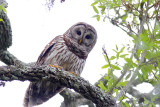 Barred Owl
