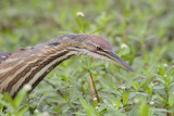 American Bittern