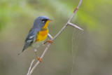 Northern Parula