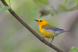 Prothonotary Warbler