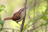 Carolina Wren