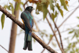 Black-headed Trogon