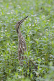 American Bittern