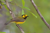 Hooded Warbler