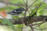 Black-and-white Warbler