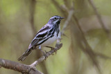 Black-and-white Warbler