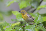 Pine Warbler