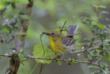 Pine Warbler