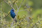 Indigo Bunting