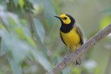 Hooded Warbler