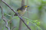 White-eyed Vireo