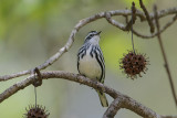 Black-and-white Warbler