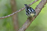 Black-and-white Warbler