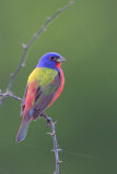 Painted Bunting