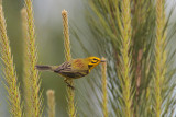 Prairie Warbler