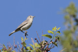 Lucys Warbler