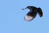 Phainopepla