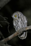 Whiskered Screech-Owl