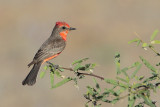 Vermilion Flycatcher