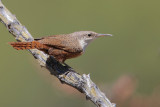 Canyon Wren