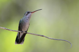 Broad-billed Hummingbird