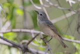 Lucy's Warbler