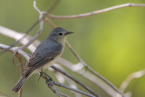 Lucy's Warbler