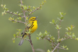 Prairie Warbler