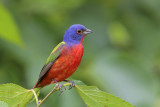 Painted Bunting