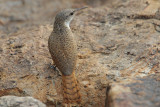 Canyon Wren