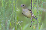 Painted Bunting