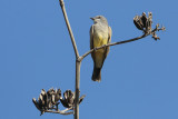 Cassin's Kingbird