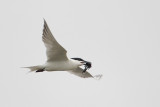 Gull-billed Tern w/crawfish