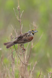 Dickcissel