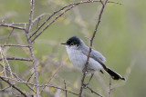 Black-tailed Gnatcatcher