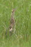 American Bittern