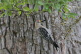 Golden-fronted Woodpecker