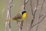 Common Yellowthroat