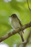 Acadian Flycatcher