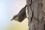 Brown-headed Nuthatch